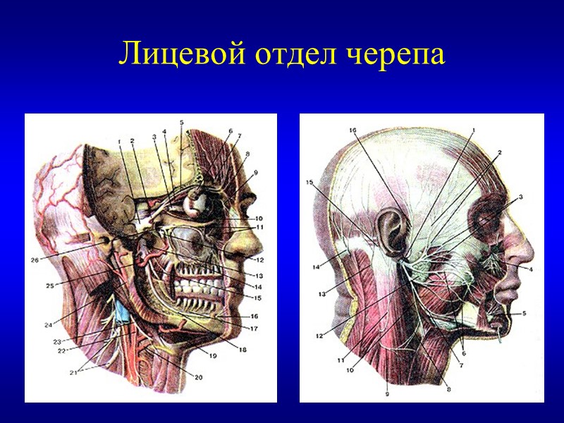 Лицевой отдел черепа